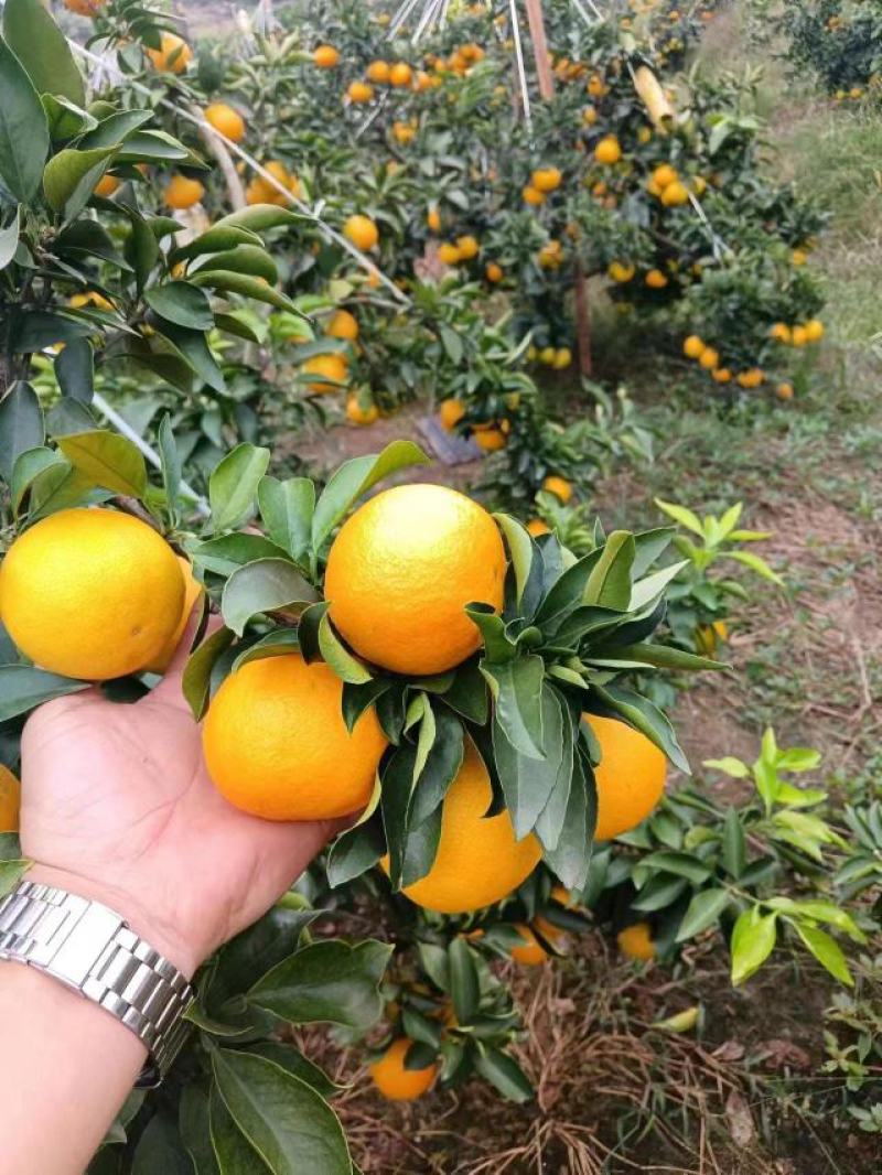 四川爱媛38果冻橙！精品果开始大量上货！专业团队代办！