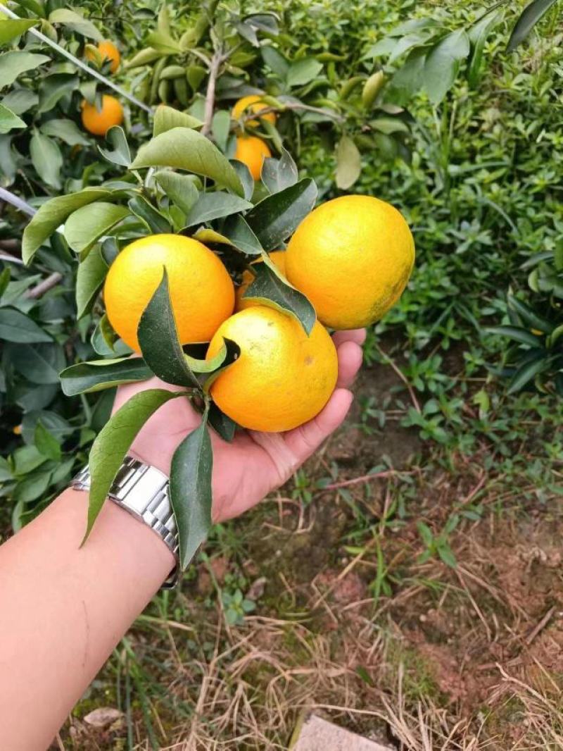 四川爱媛38果冻橙！精品果开始大量上货！专业团队代办！