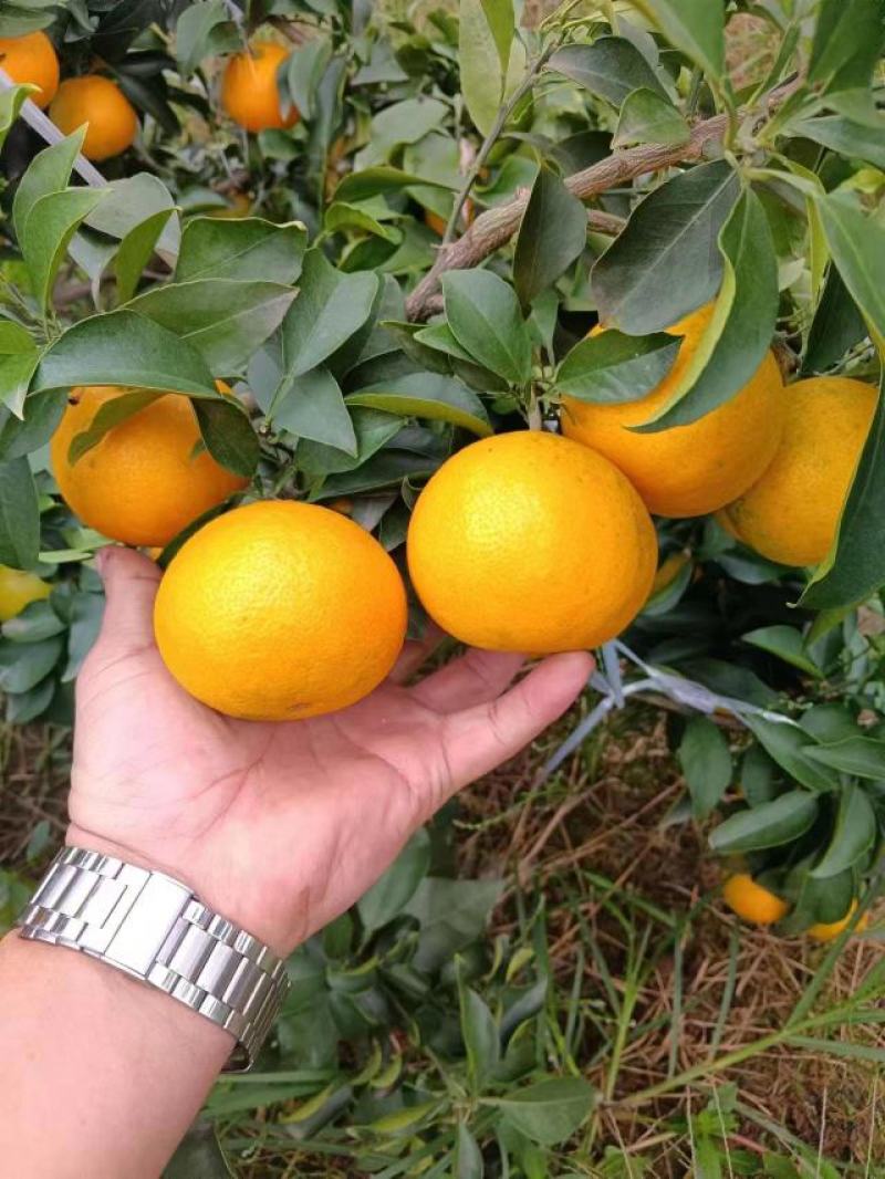 四川爱媛38果冻橙！精品果开始大量上货！专业团队代办！