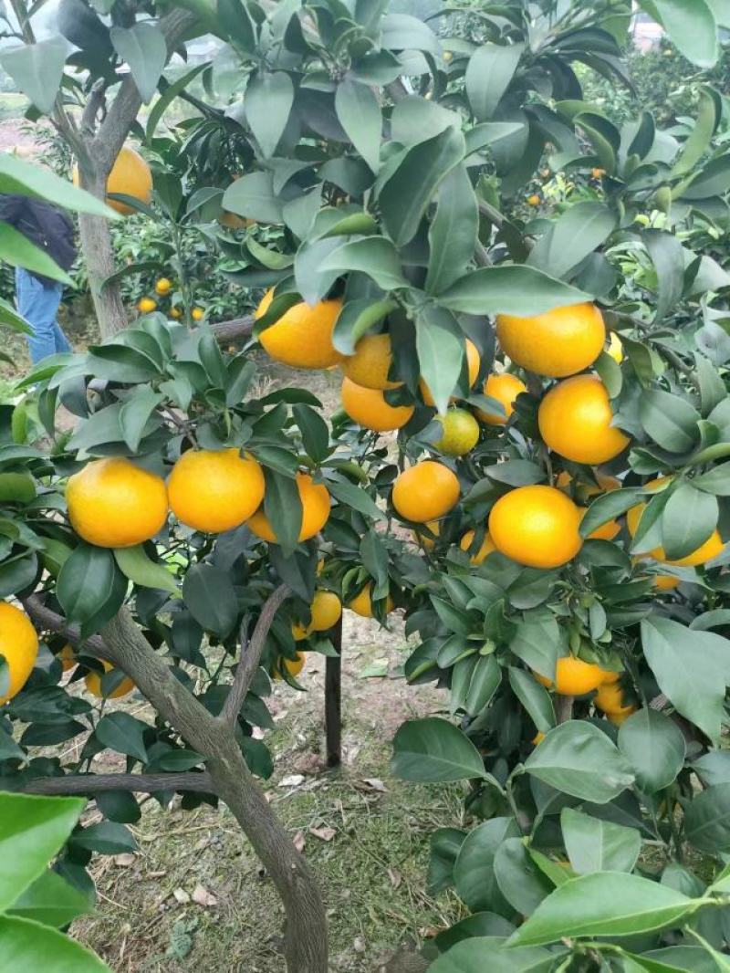 四川爱媛38果冻橙！精品果开始大量上货！专业团队代办！