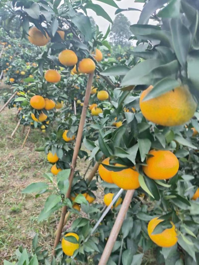 四川爱媛38果冻橙！精品果开始大量上货！专业团队代办！
