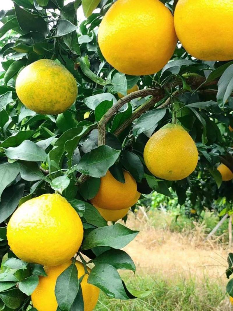 四川爱媛38果冻橙！精品果开始大量上货！专业团队代办！