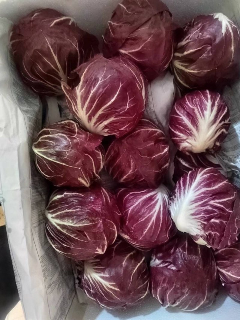 精品紫菊（红球）落地球一条龙服务发全国可致电详谈视频看