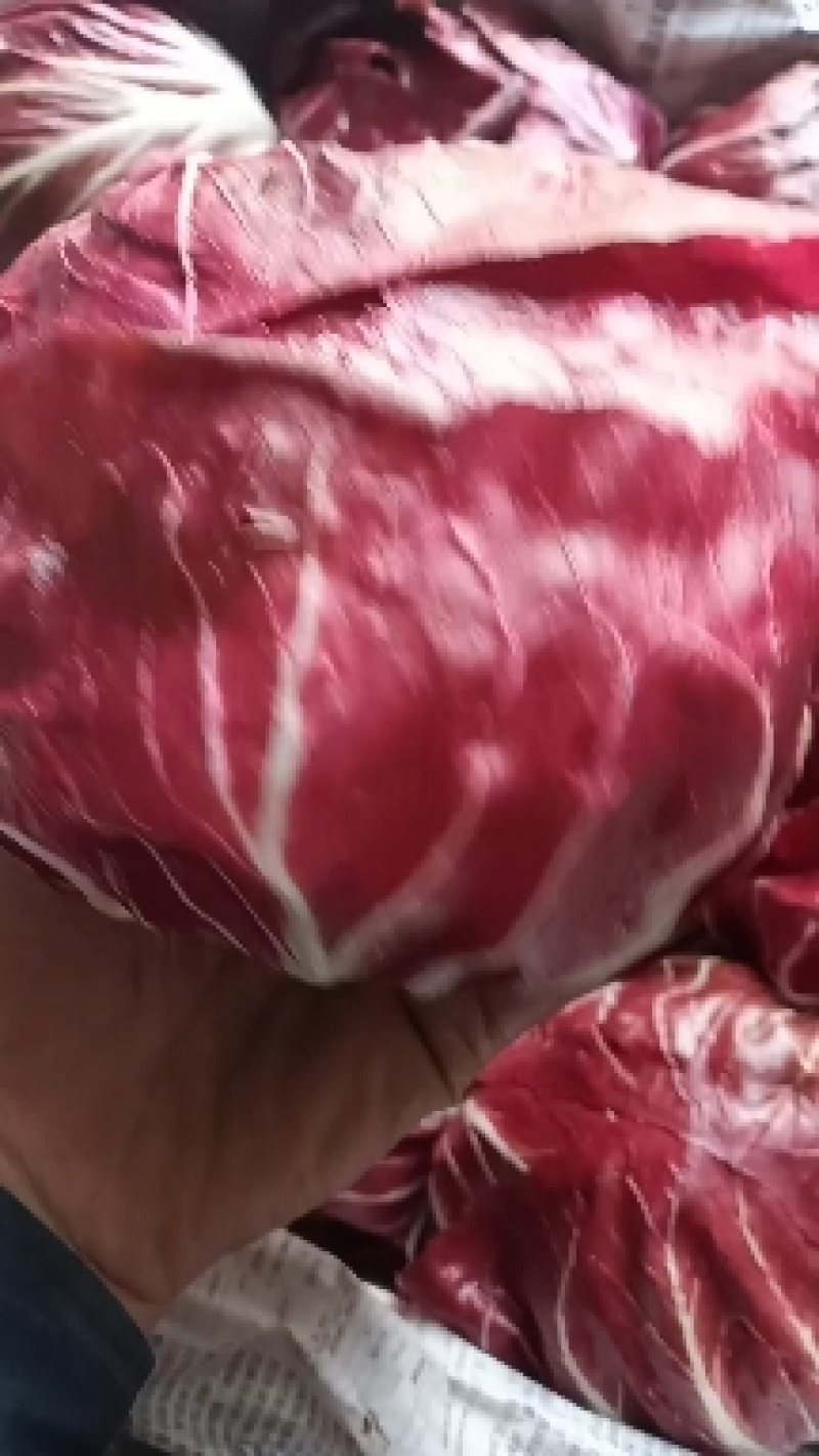 精品紫菊（红球）落地球一条龙服务发全国可致电详谈视频看