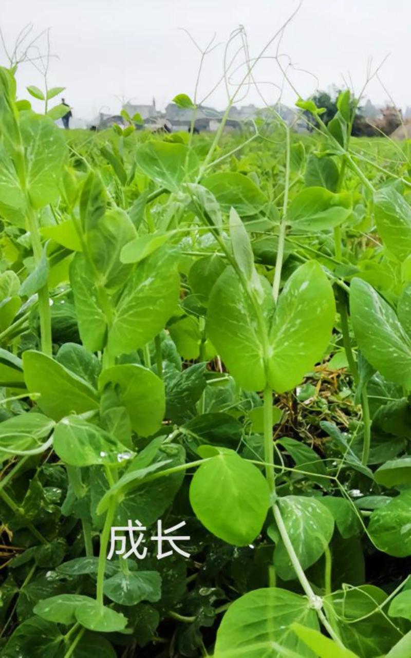 台湾长寿仁甜脆豌豆种子白花绿荚味甜抗病大荚豌豆大田用种甜