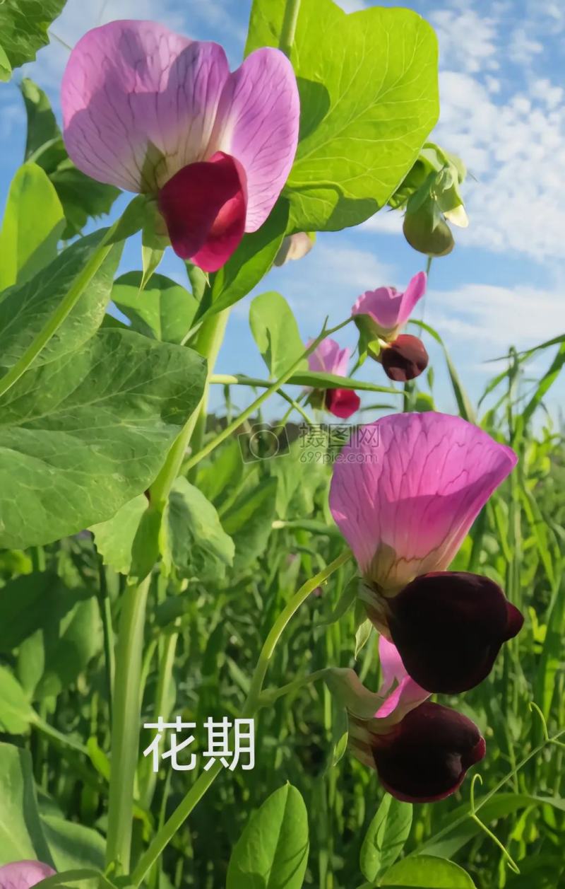 台湾长寿仁甜脆豌豆种子白花绿荚味甜抗病大荚豌豆大田用种甜