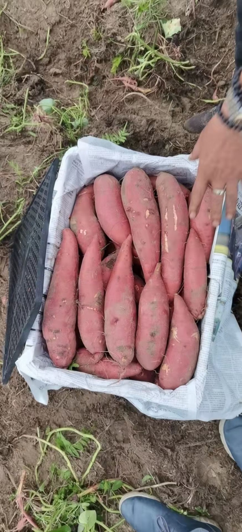 板栗红薯