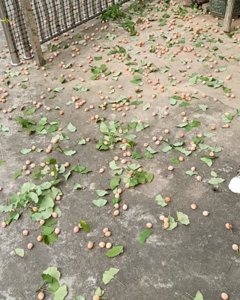 银杏果