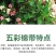 [五彩锦带]大量现货，量大从优，支持视频看货。