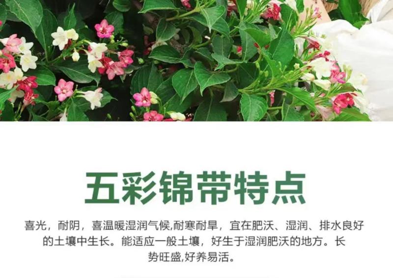 [五彩锦带]大量现货，量大从优，支持视频看货。