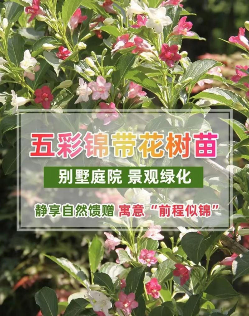 [五彩锦带]大量现货，量大从优，支持视频看货。