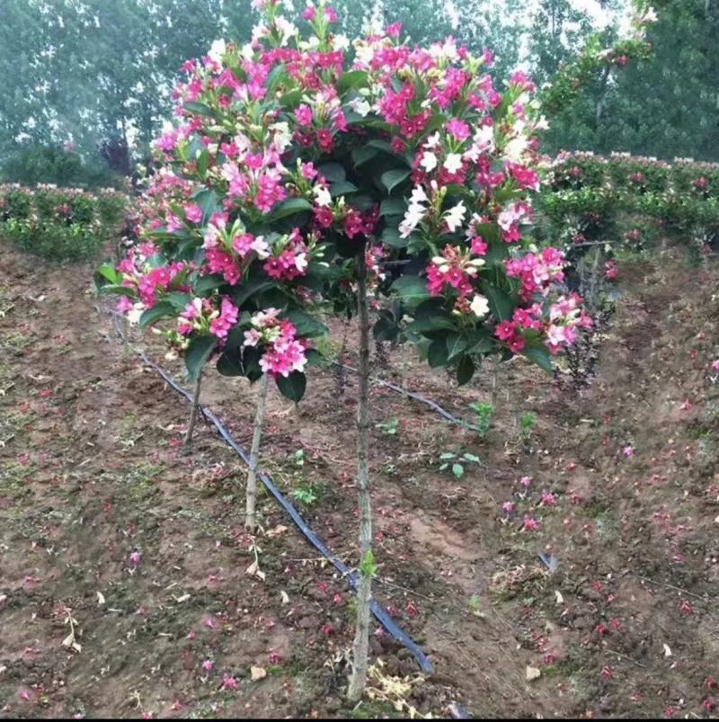 [五彩锦带]大量现货，量大从优，支持视频看货。