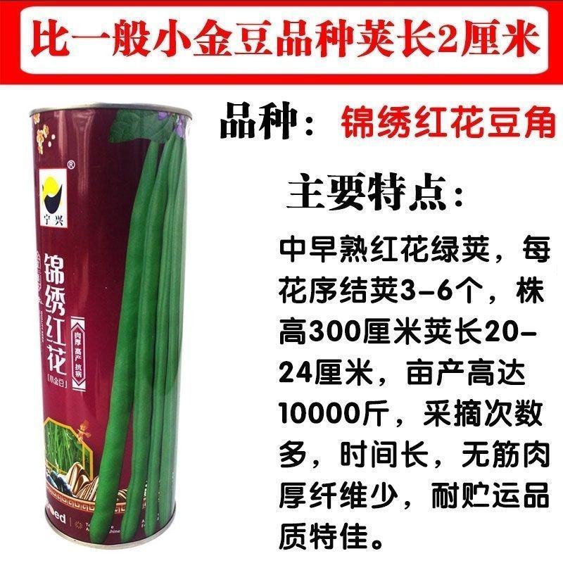 锦绣红花小金豆种子肉厚中早熟红花绿荚嫩荚无筋架四季豆基地