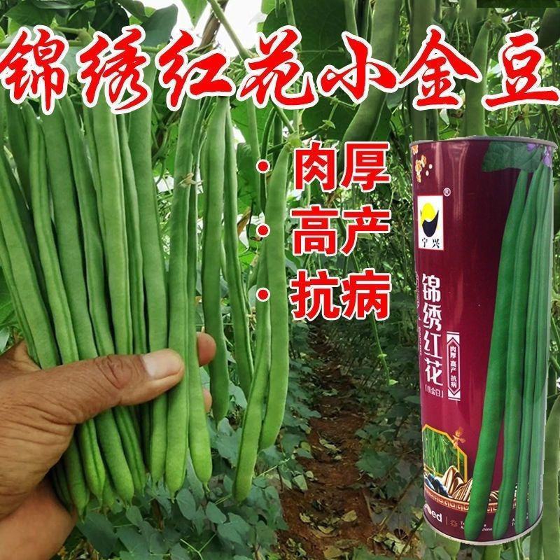 锦绣红花小金豆种子肉厚中早熟红花绿荚嫩荚无筋架四季豆基地