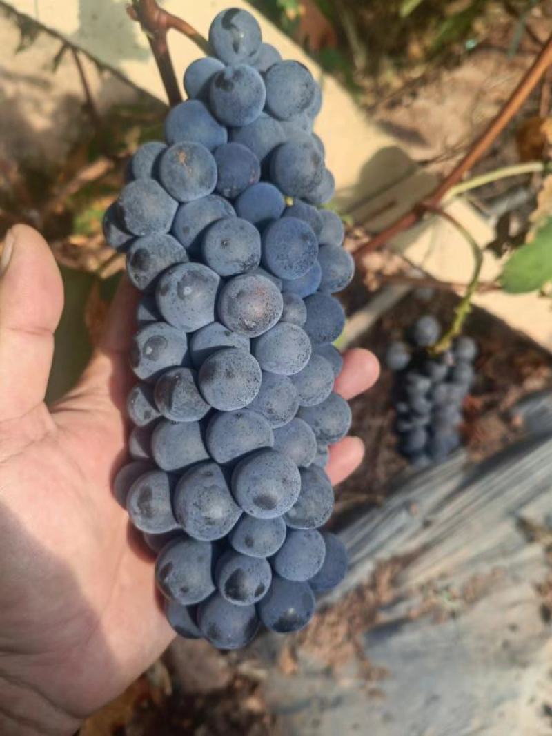 云南建水夏黑葡萄大量上市香甜可口量大从优欢迎咨询价格美丽