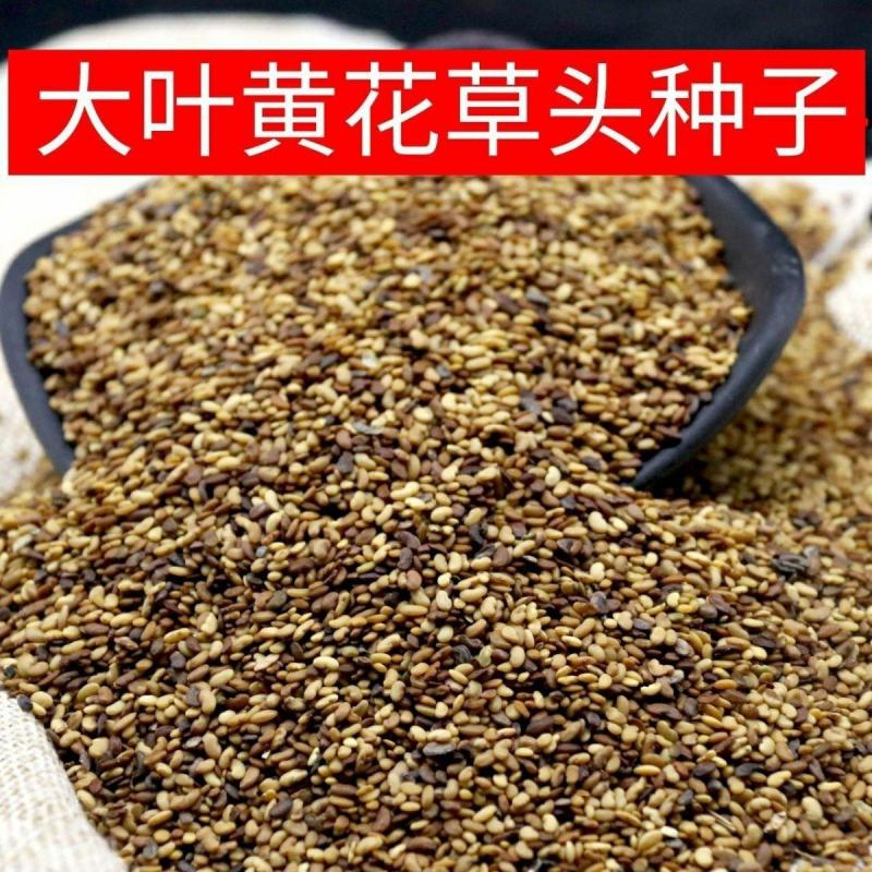 正宗原装大叶黄花草头种籽金花菜菜籽上海草头种子金花菜苜宿