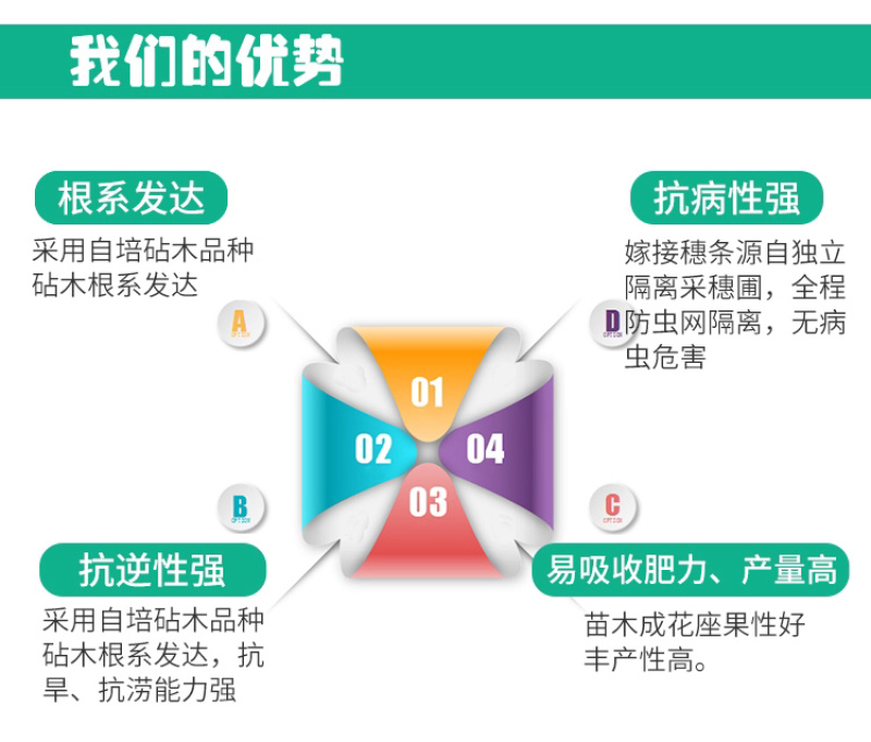 纯甜嫁接黄金百香果苗脱毒苗扦插苗嫁接苗带土杯基地发货