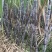 自家种植50亩地头看货
