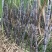自家种植50亩地头看货
