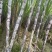 自家种植50亩地头看货