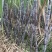 自家种植50亩地头看货