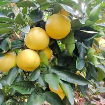 葡萄柚爆汁，产地直发，一手货源源于福建平和坂仔柚都之乡