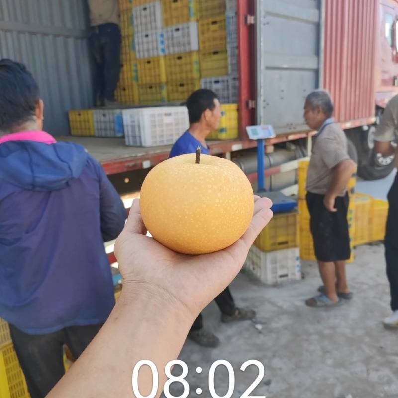 秋月梨