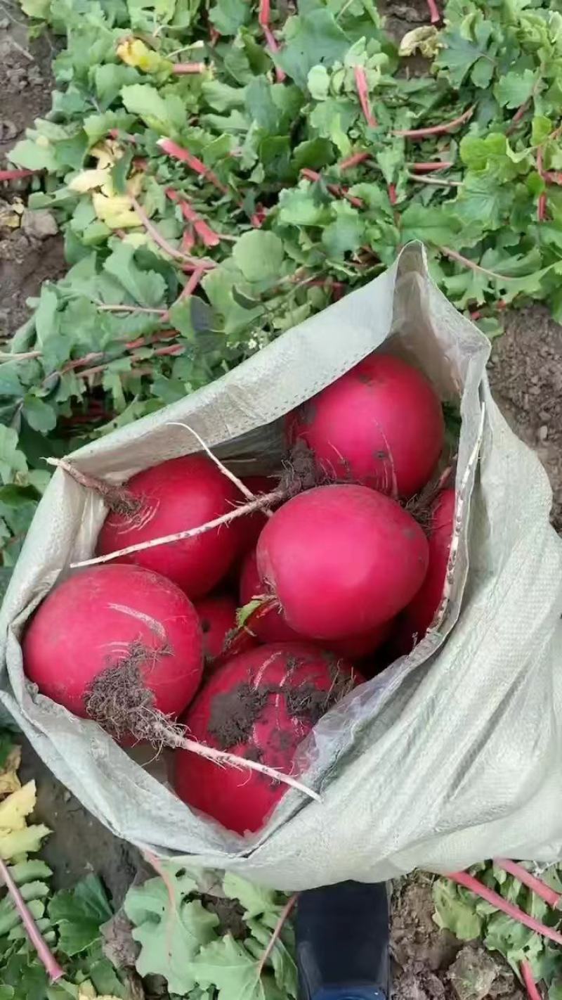 精品红皮萝卜大量上市产地直发一手货源欢迎致电咨询