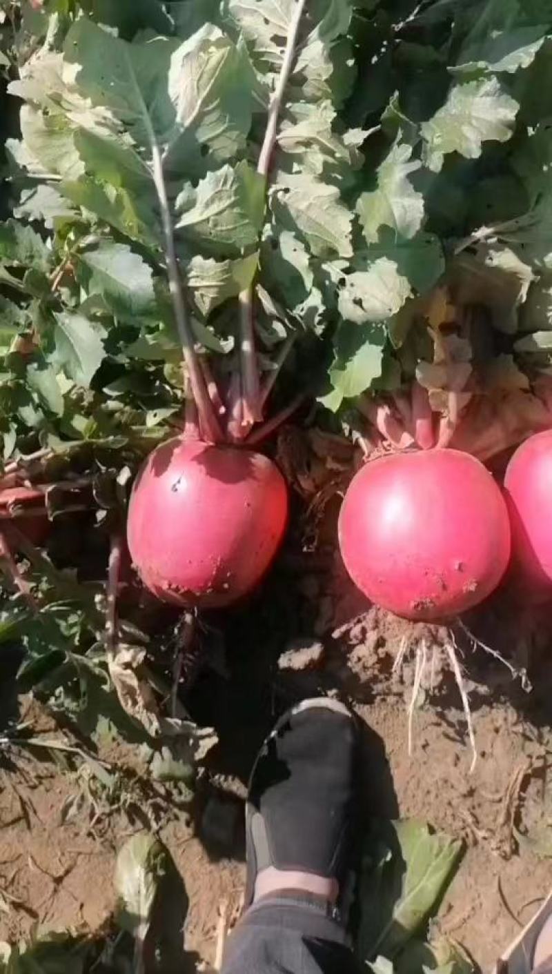 精品红皮萝卜大量上市产地直发一手货源欢迎致电咨询