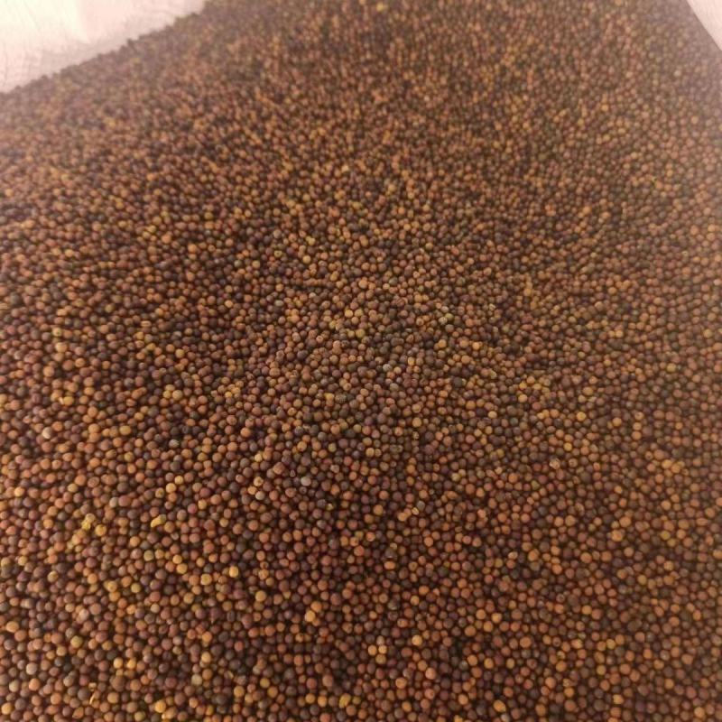 陕油19号油菜籽种子陕西油菜花种籽榨油香非转基因油菜种子