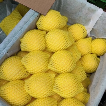 高等品质黄桃基地