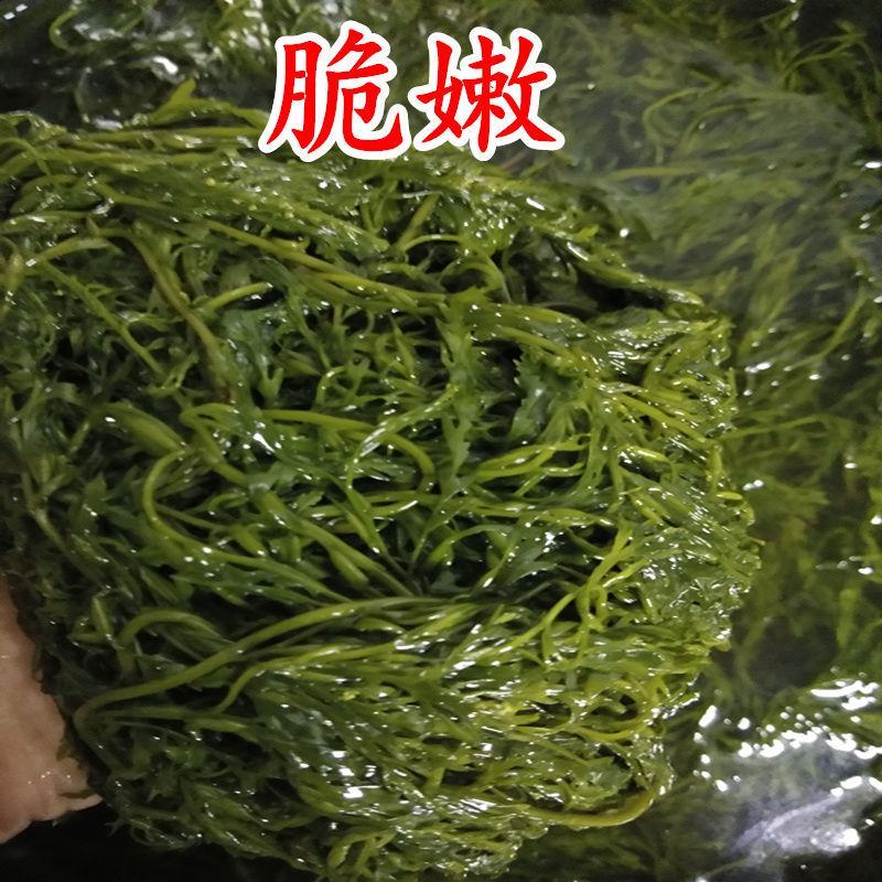 新鲜盐渍马尾藻鞭炮竹碱性海藻海草谷穗龙须菜菜酒店食材