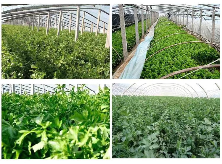 芹菜生长全过程图示