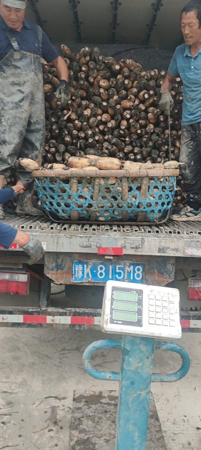 阜南精品莲藕一手货源可以视频看货保质保量诚信经营