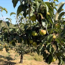 苹果梨精品苹果梨产地直发货量充足欢迎采购