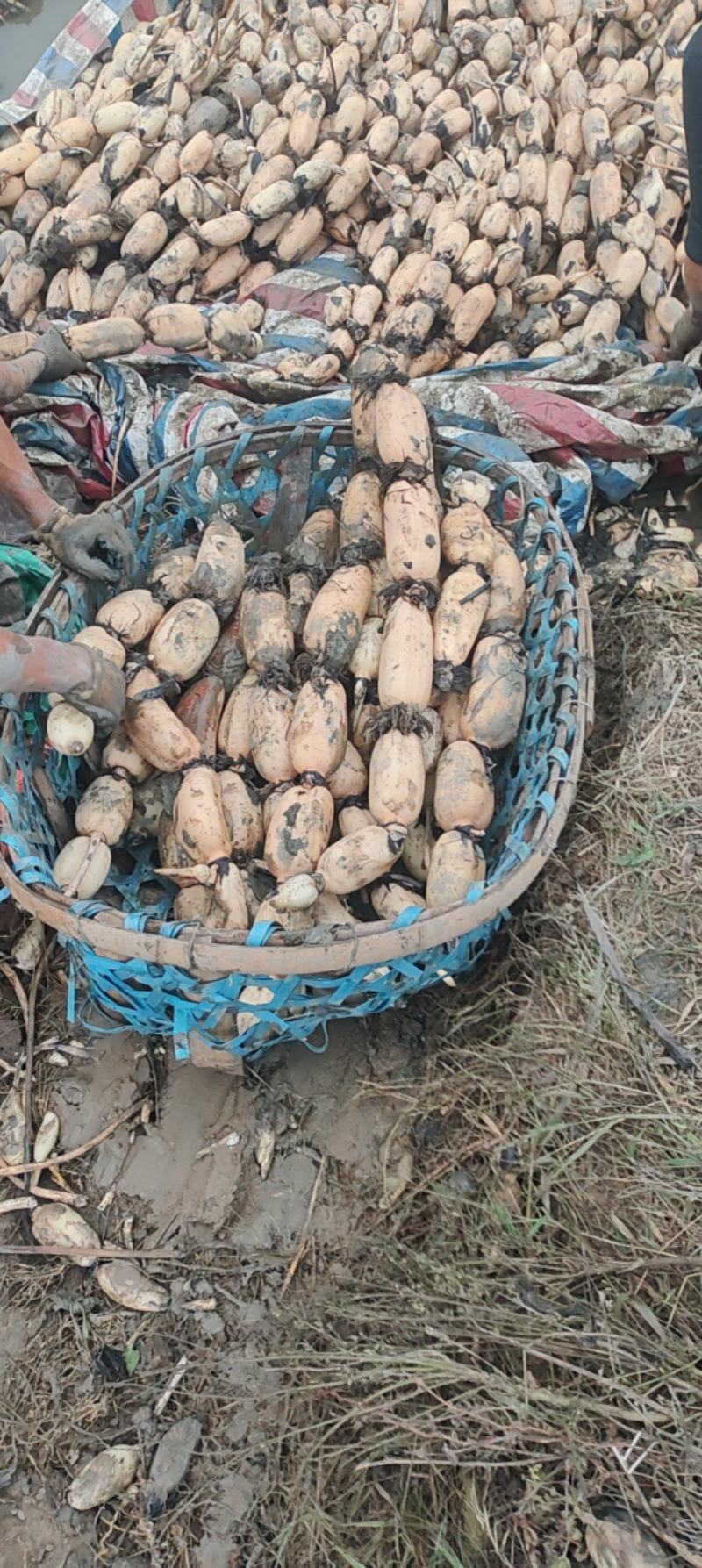 阜南精品莲藕一手货源可以视频看货保质保量诚信经营
