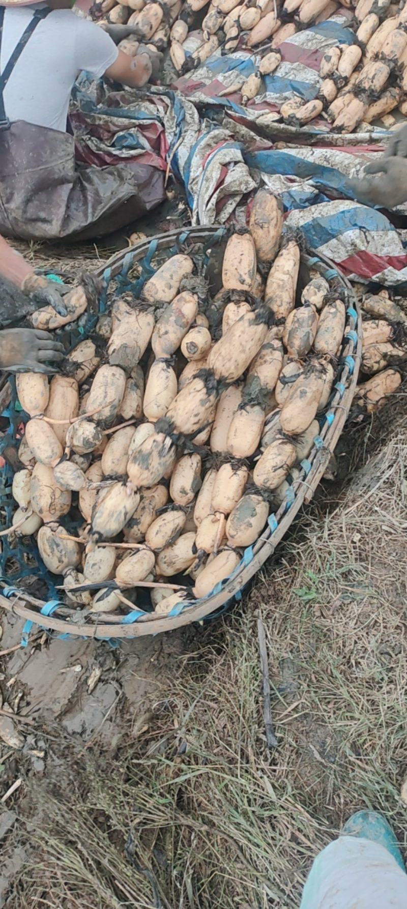 阜南精品莲藕一手货源可以视频看货保质保量诚信经营