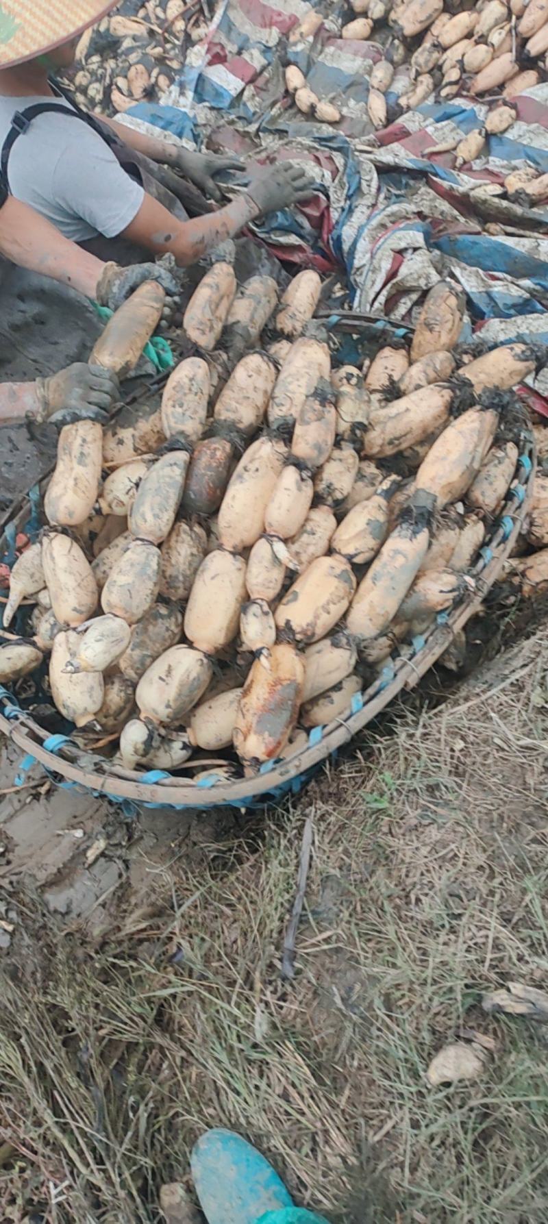 阜南精品莲藕一手货源可以视频看货保质保量诚信经营
