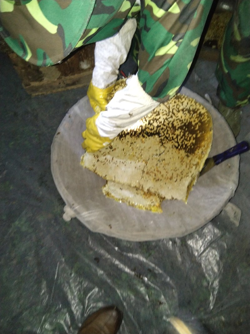 正宗土蜂蜜一年一次采取