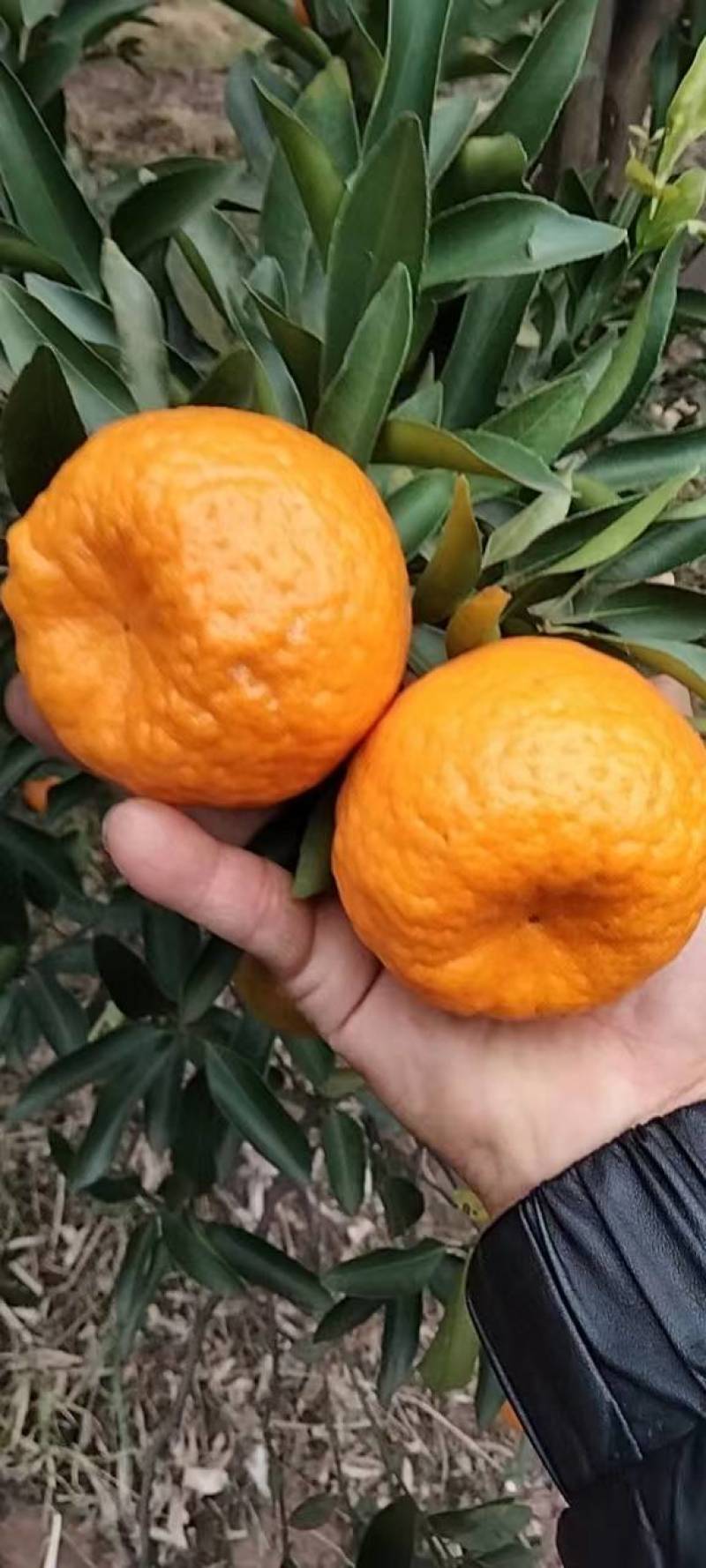 优质碰柑，大量上市货源充足，颜色火红，味道甜