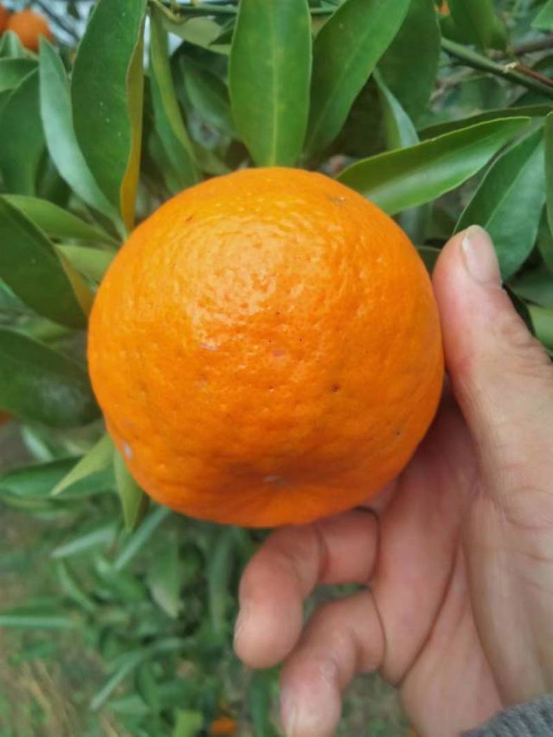 优质碰柑，大量上市货源充足，颜色火红，味道甜