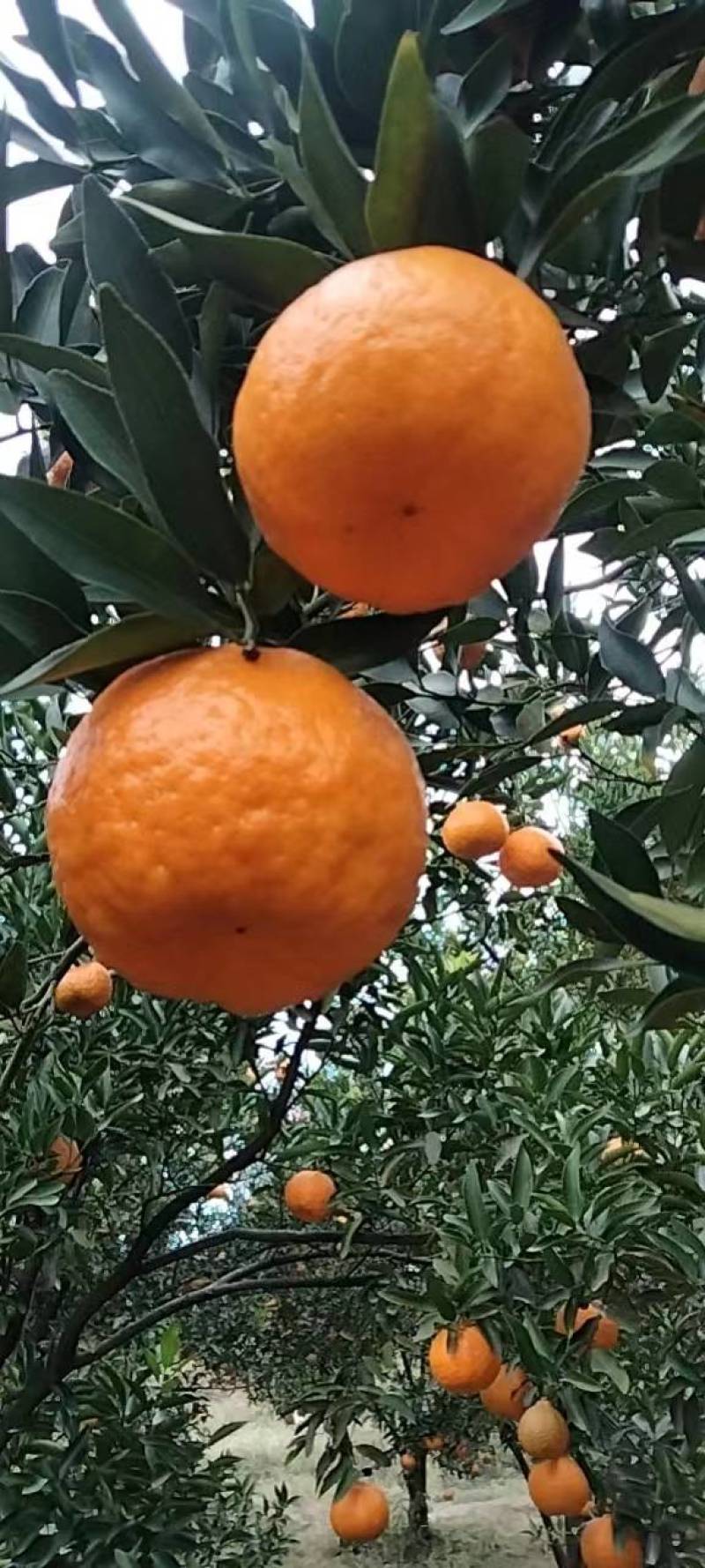 优质碰柑，大量上市货源充足，颜色火红，味道甜