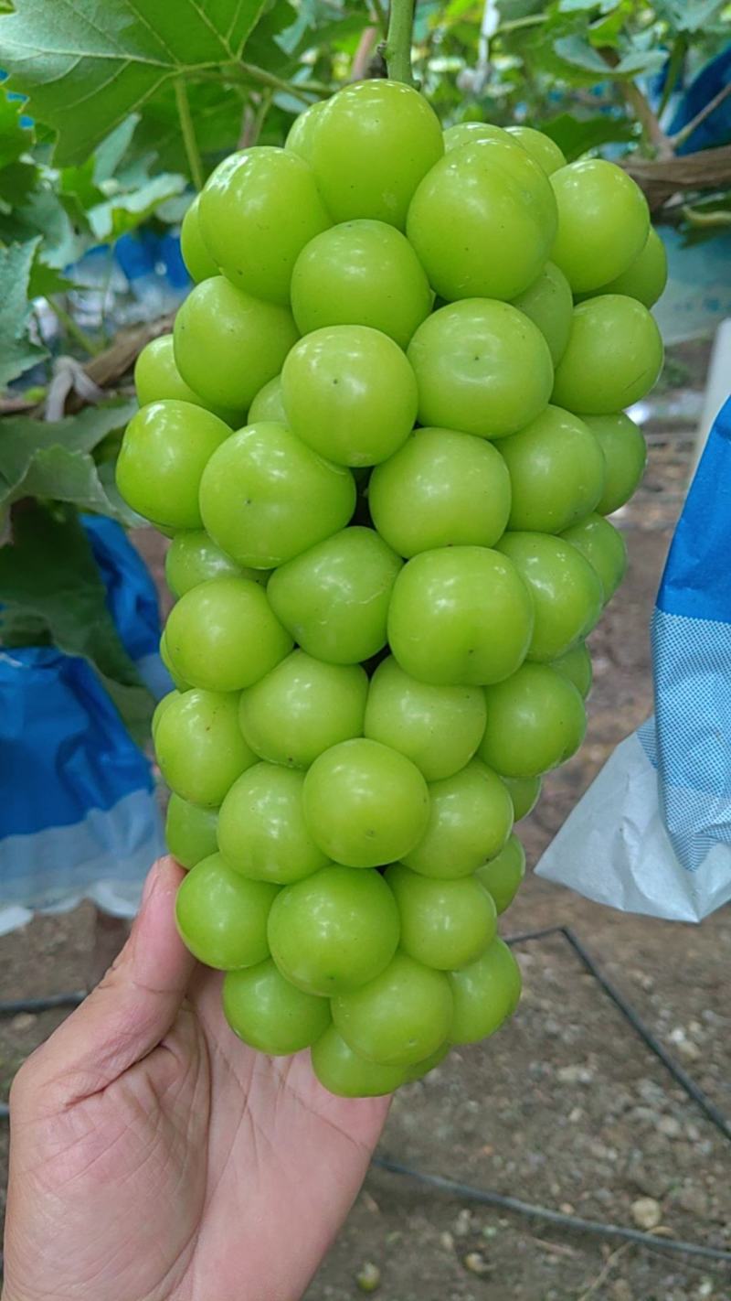 阳光玫瑰，特甜，个头大，色泽亮，