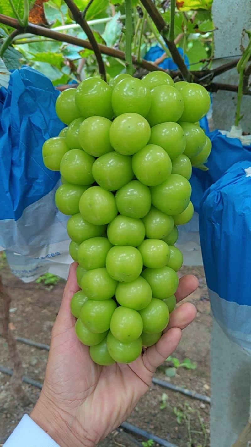 阳光玫瑰，特甜，个头大，色泽亮，