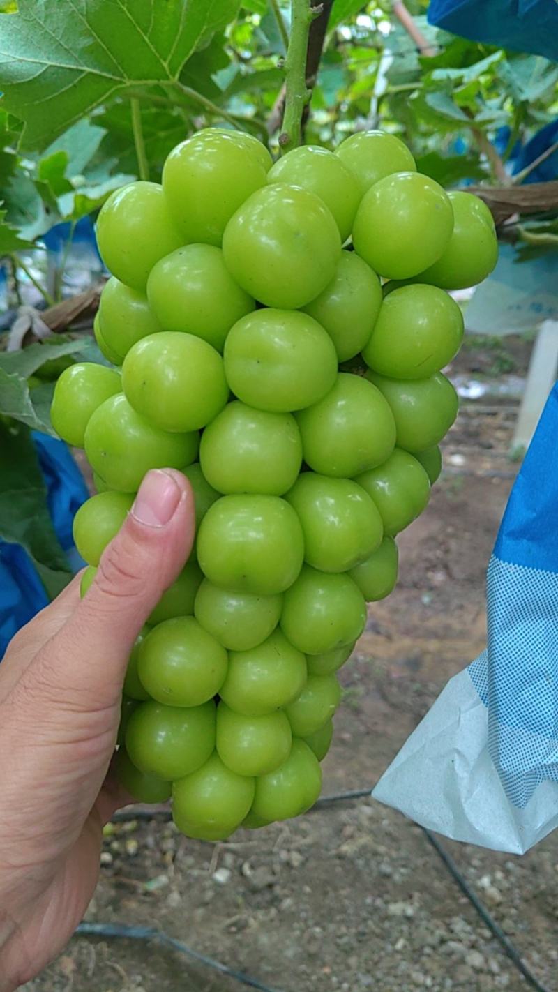 阳光玫瑰，特甜，个头大，色泽亮，