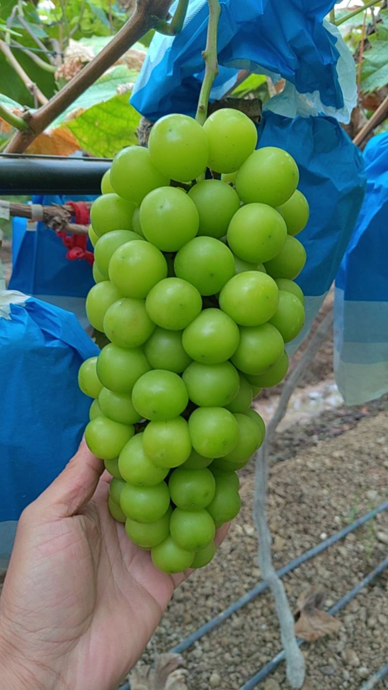 阳光玫瑰，特甜，个头大，色泽亮，