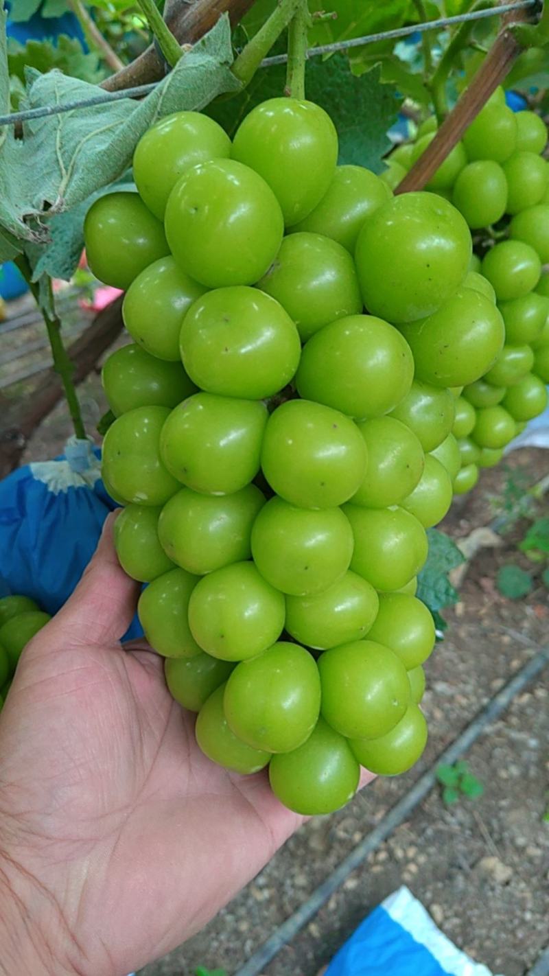 阳光玫瑰，特甜，个头大，色泽亮，