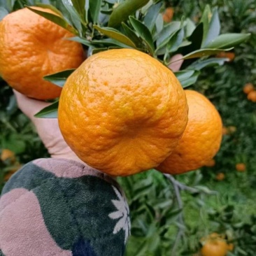 优质椪柑大量上市货源充足，颜色火红，味道纯甜，一手货源
