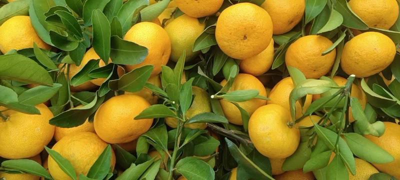 广西桂林精品蜜橘蜜广桔质量保证量大优惠