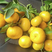 广西桂林精品蜜橘蜜广桔质量保证量大优惠